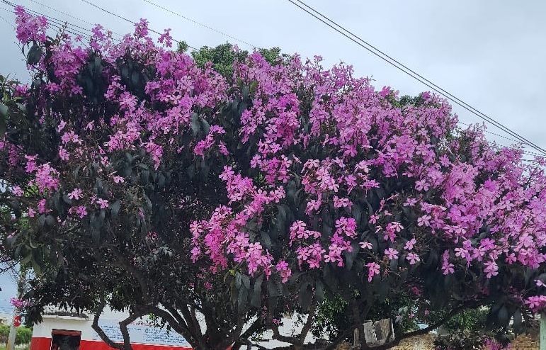 Imagem da inscrição «ELISAMAR RAMOS DE OLIVEIRA», por ELISAMAR RAMOS DE OLIVEIRA